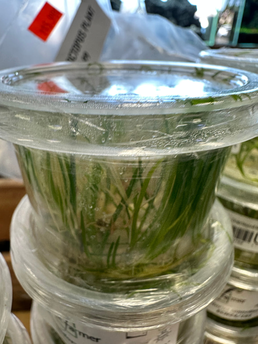 Echinodorus Tenellus Aquascape Supply