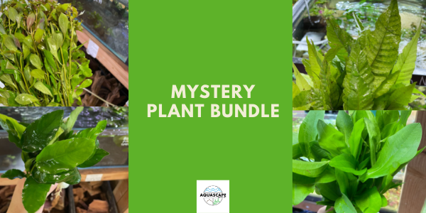 Aquatic Plant Bundle Deals - Just In Time For The Holidays!
