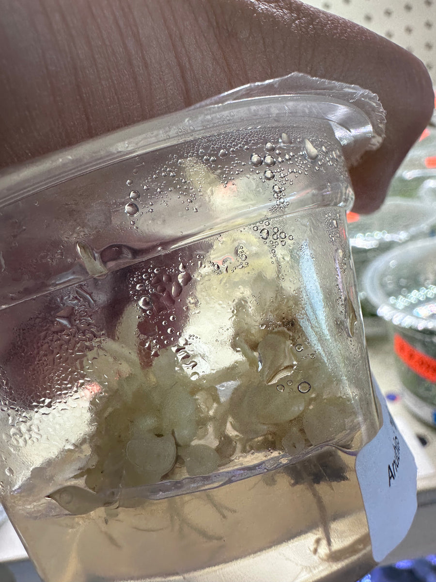 Aquarium Plants Anubias White Rose Tissue Culture Aquascape Supply