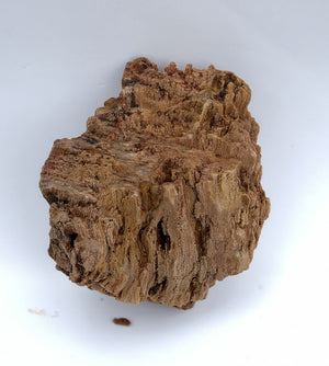 Burmese Petrified Wood Stone