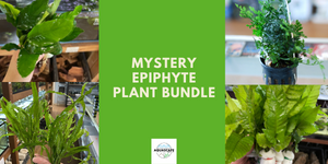 Mystery Epiphyte Plant Bundle