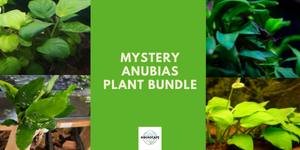 Mystery Anubias Plant Bundle