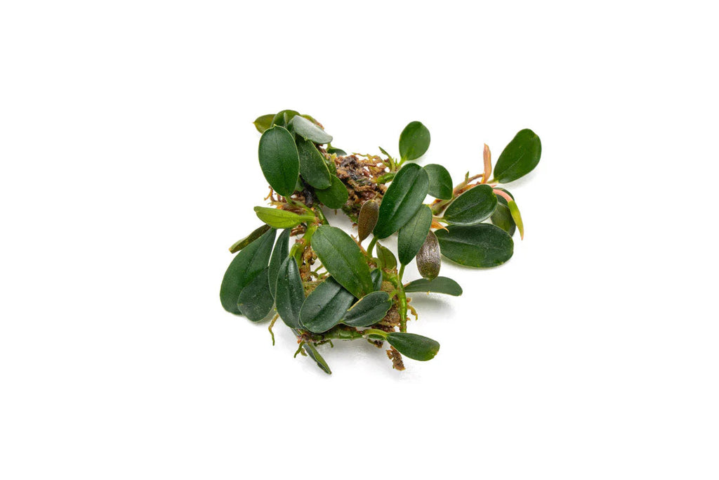 Bucephalandra Brownie Phoenix