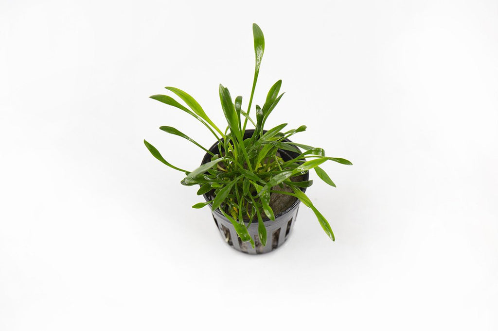 Cryptocoryne Parva