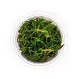 Limnophila Aromatica