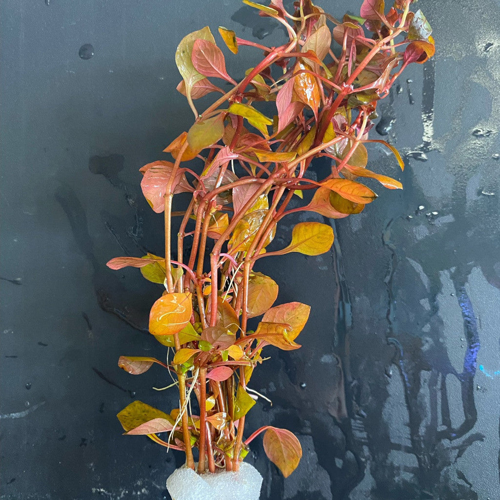 Ludwigia Natans Super Red