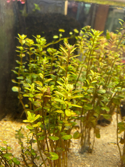 Rotala Rotundifolia Orange Juice