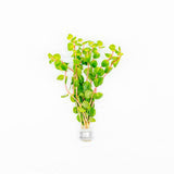 Rotala Rotundifolia Orange Juice