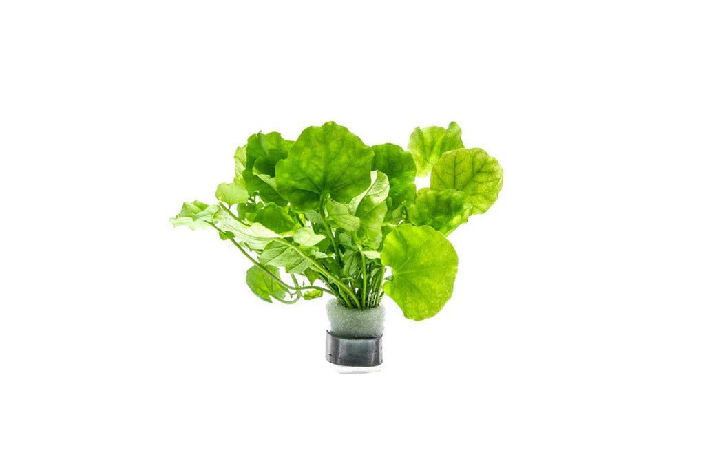 Cardamine Lyrata