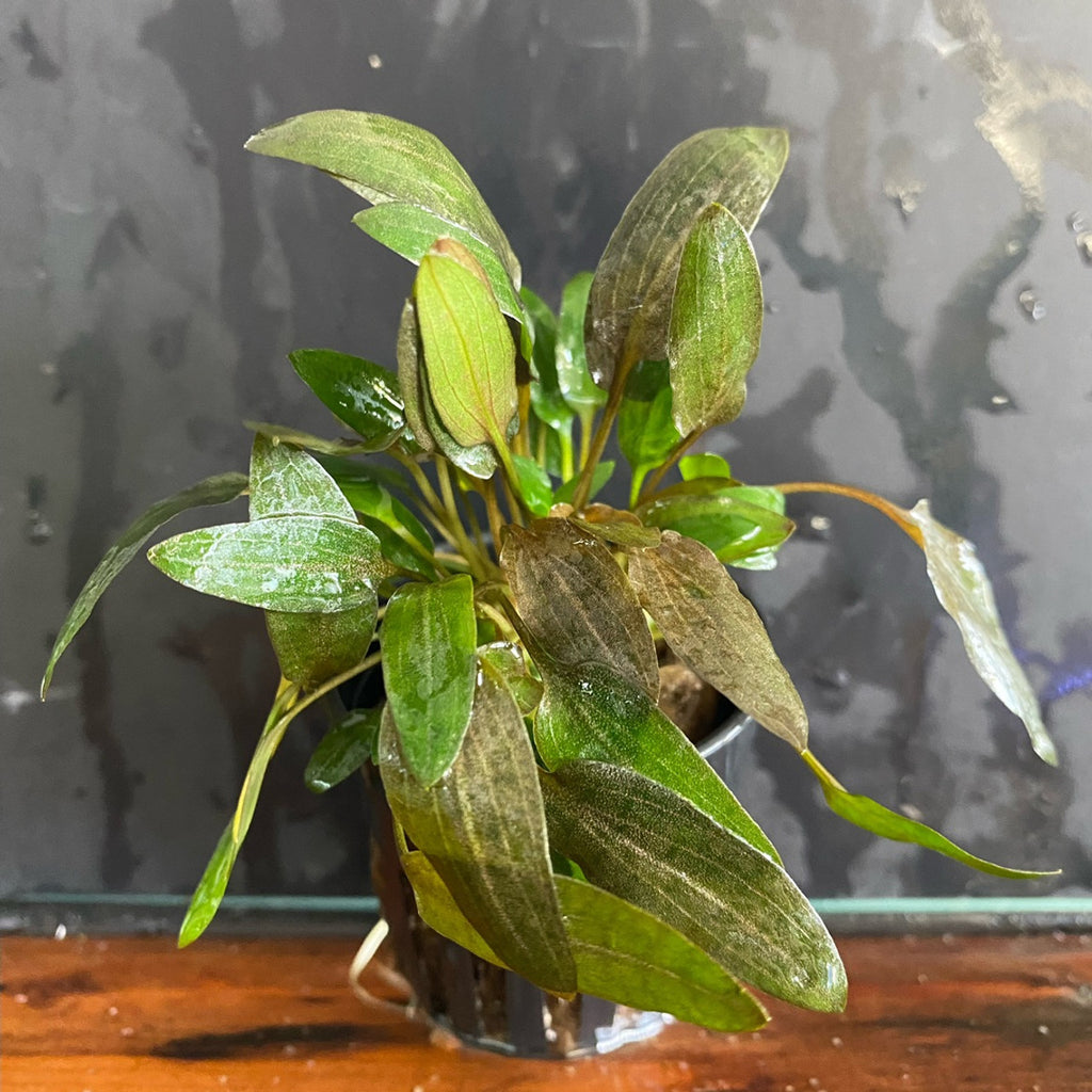 Cryptocoryne Wendtii Green