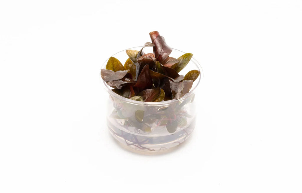 Echinodorus Reni UNS Tissue Culture small