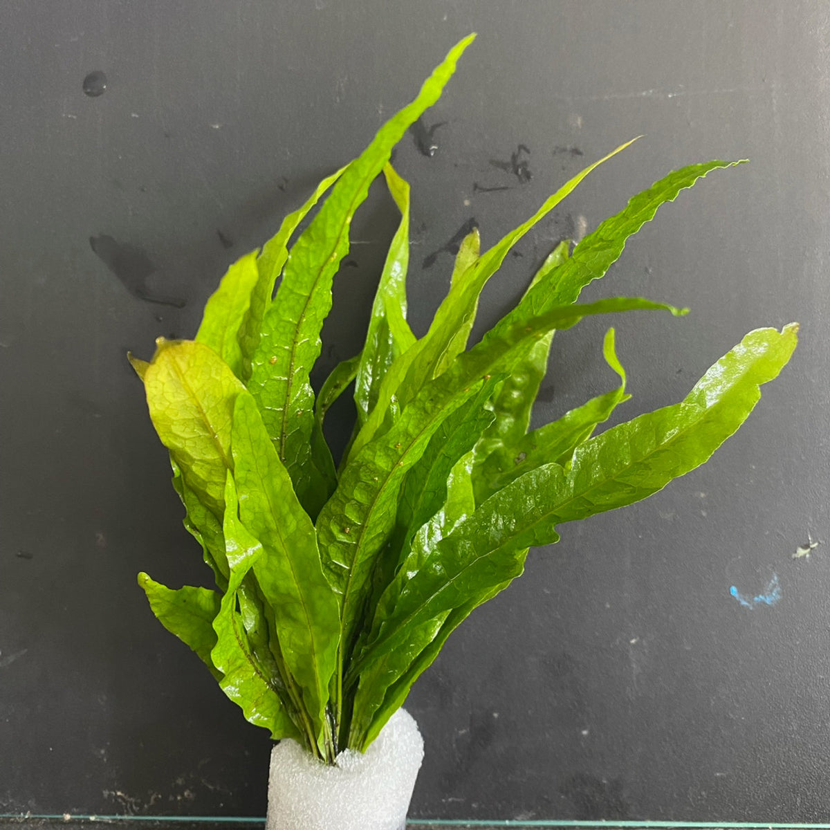 Java Fern – Aquascape Supply