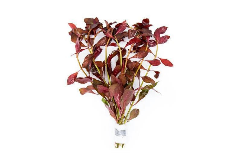 Ludwigia Peruensis/Gladulosa var. Diamond