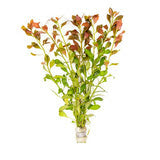 Ludwigia Repens