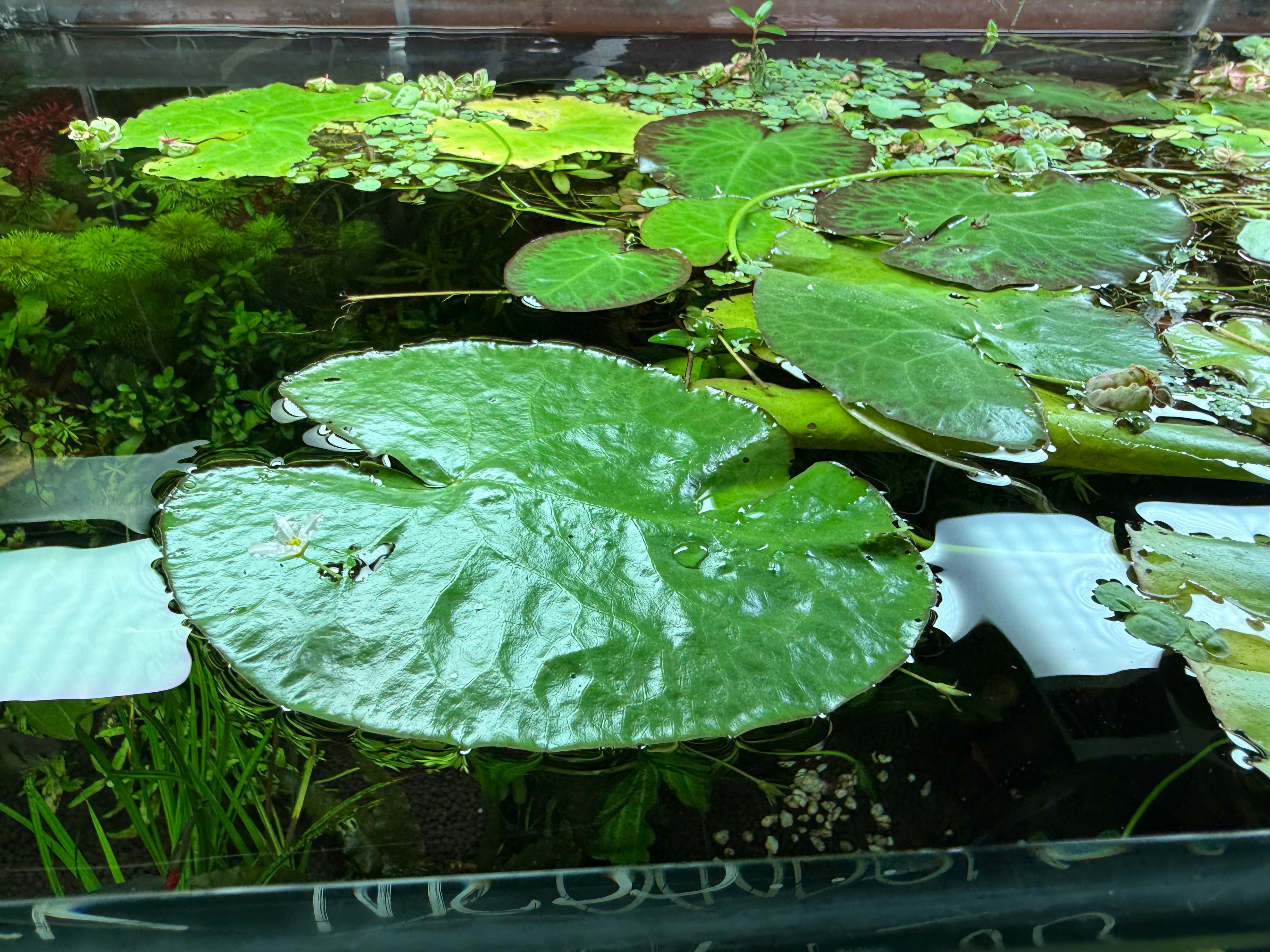 floating water plants indoor White Flowering Water Heart Lily - Nymphoides indica