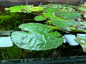 Floating Water Heart Lily - White Flowering (Nymphoides cordata)