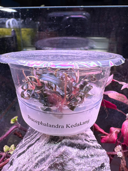 Bucephalandra sp.Ketapang② 70408322427__FADED7A3-8C61-