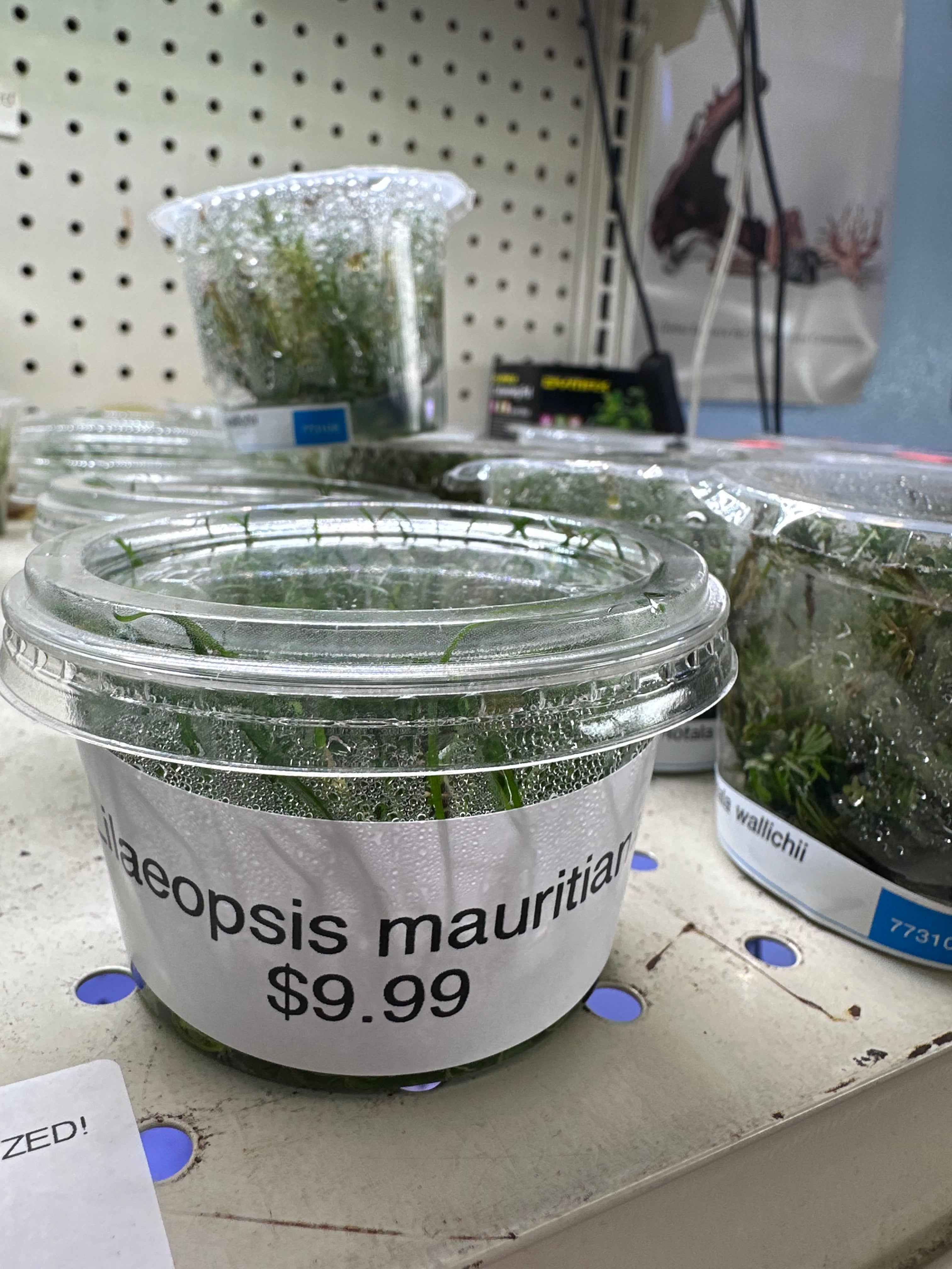 Lilaeopsis mauritiana Tissue Culture
