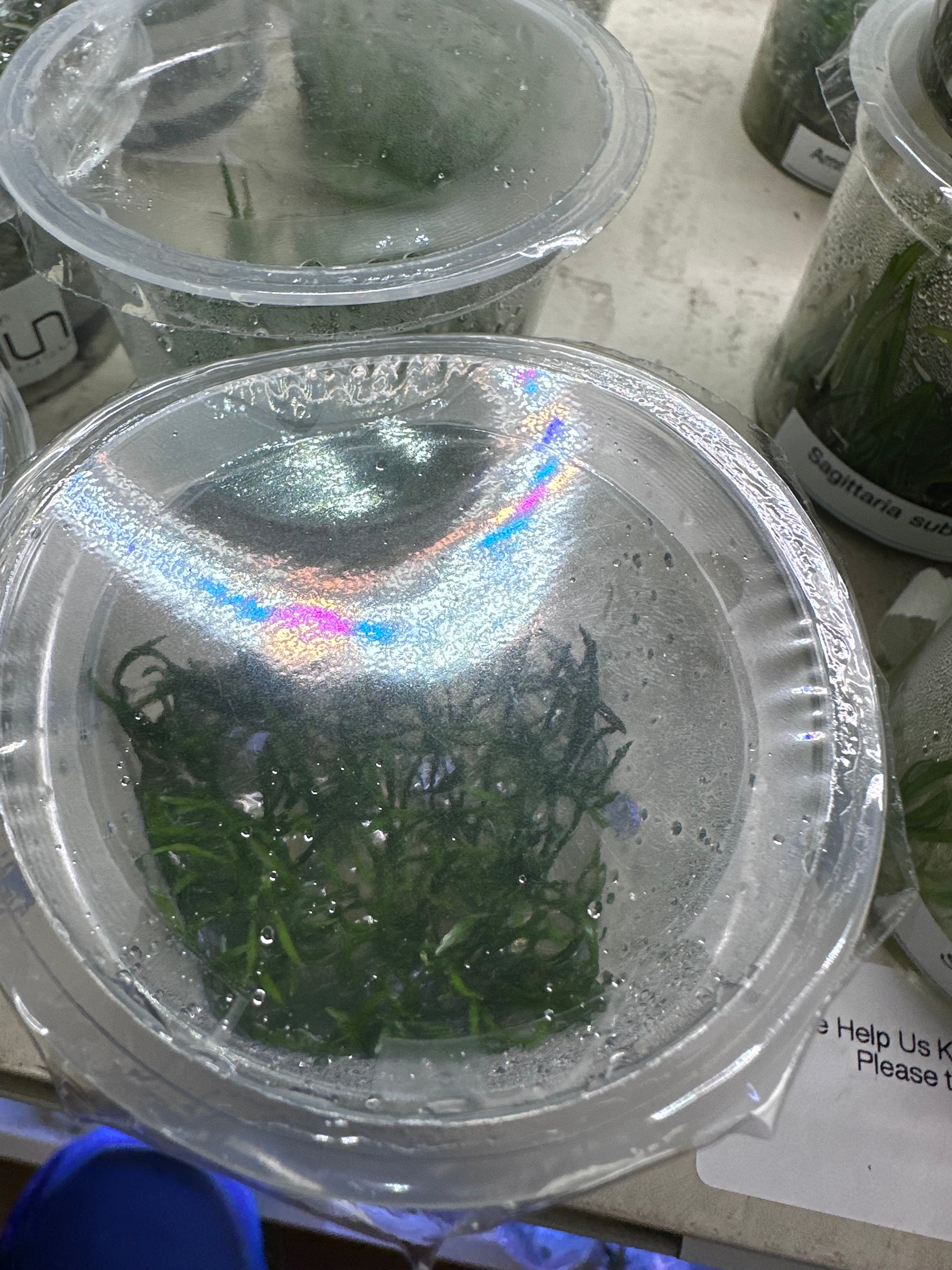 Lilaeopsis brasiliensis Tissue Culture