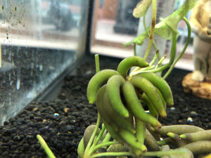 Banana Plant,  Nymphoides aquatica