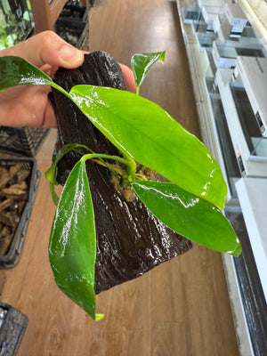 Anubias on Driftwood