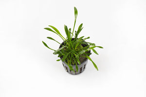 Cryptocoryne Parva Potted