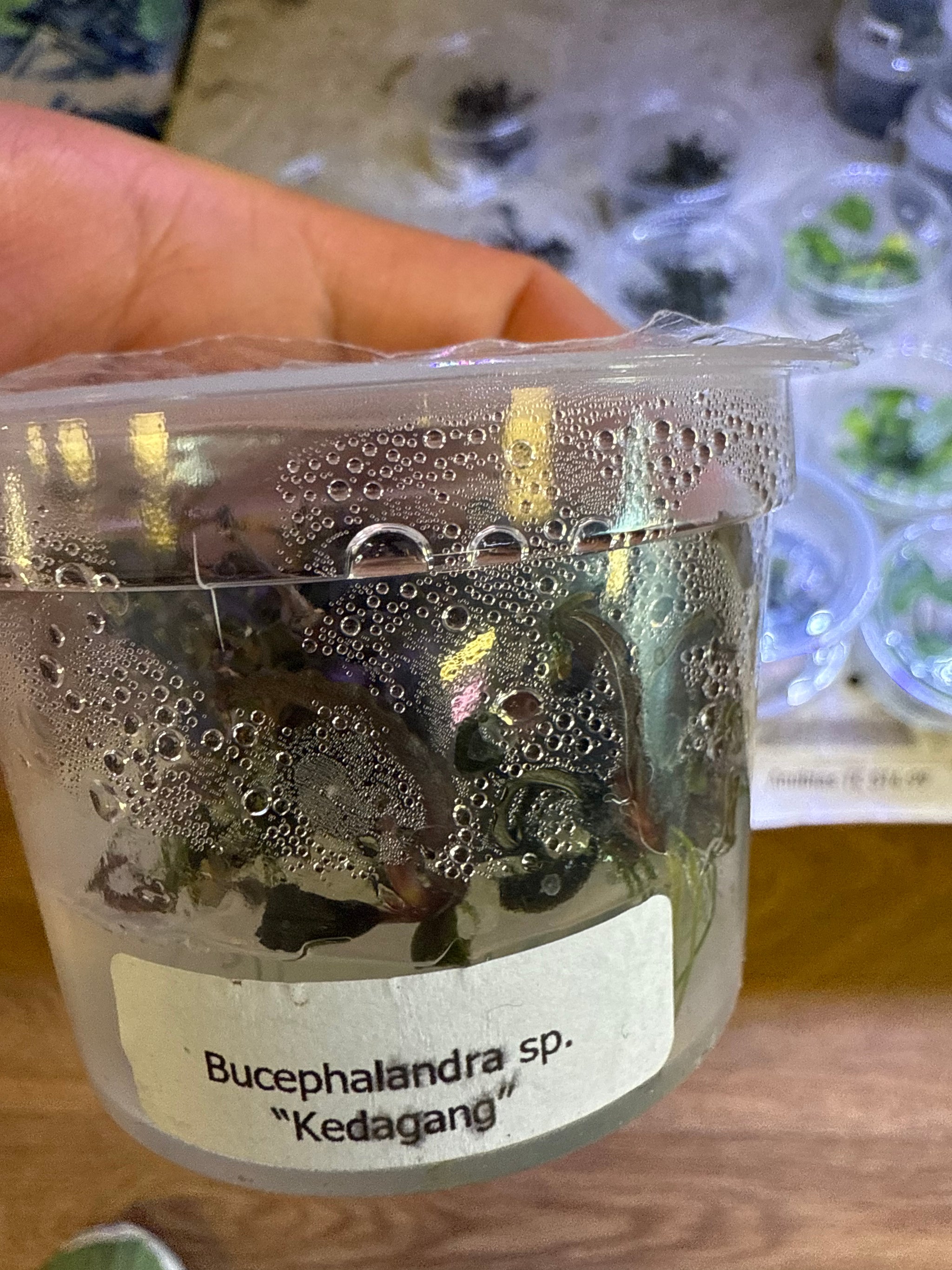 Bucephalandra SP. Kedagan – Aquascape Supply