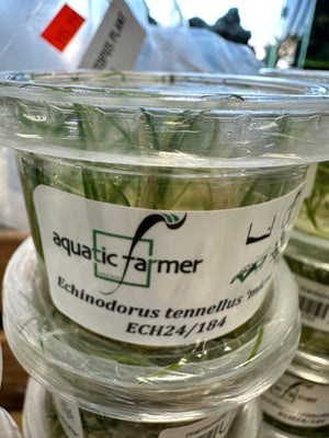 Echinodorus Tenellus Micro Aquatic Farmer Tissue Culture