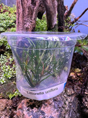 Littorella Uniflora Tissue Culture