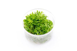 Pogostemon Helferi Downoi Aquatic Farmer Tissue Culture