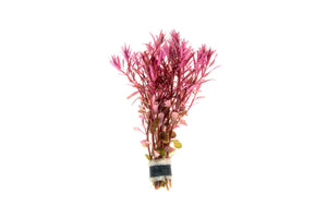 Rotala Narrow Leaf Red