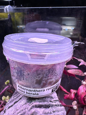 Alternanthera Reineckii Tissue Culture