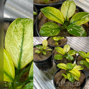 Anubias White Broad Leaf