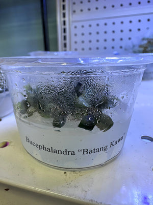 Bucephalandra Sp. "Batang Kawa" Tissue Culture