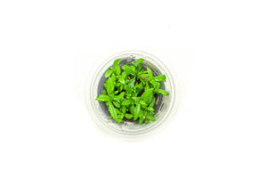 Hygrophila Siamensis Aquatic Farmer Tissue Culture