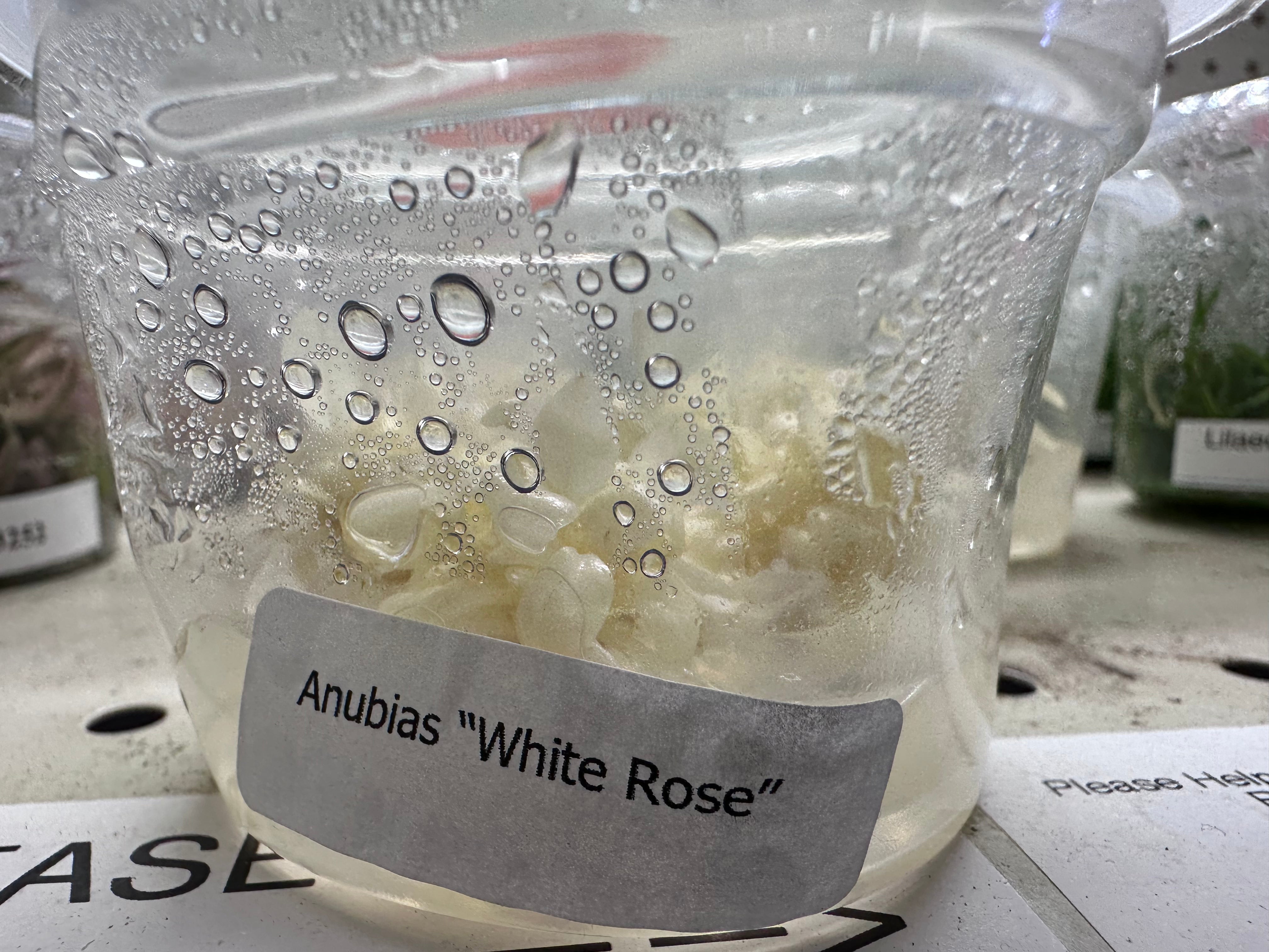 Anubias White Rose Tissue Culture