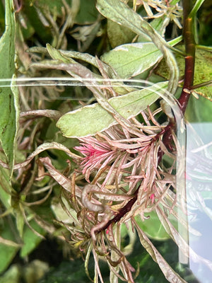 White Edge Ludwigia