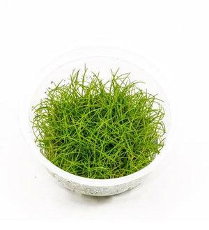 ADA TISSUE CULTURE PLANT - ELEOCHARIS ACICULARIS MINI "JAPANESE DWARF HAIR GRASS"