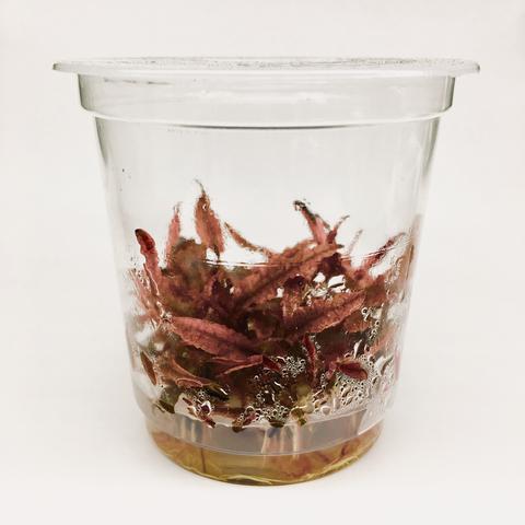 CRYPTOCORYNE WENDTII "PINK PANTHER" - ADA Tissue Culture