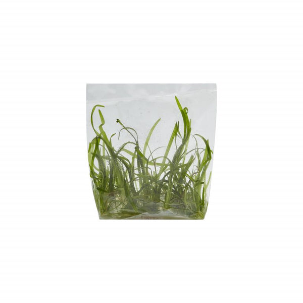Dwarf Sagittaria 'Sagittaria subulata' Tissue Culture – Aquascape Supply
