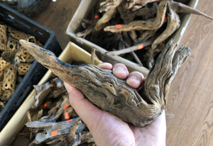 Amazon Driftwood