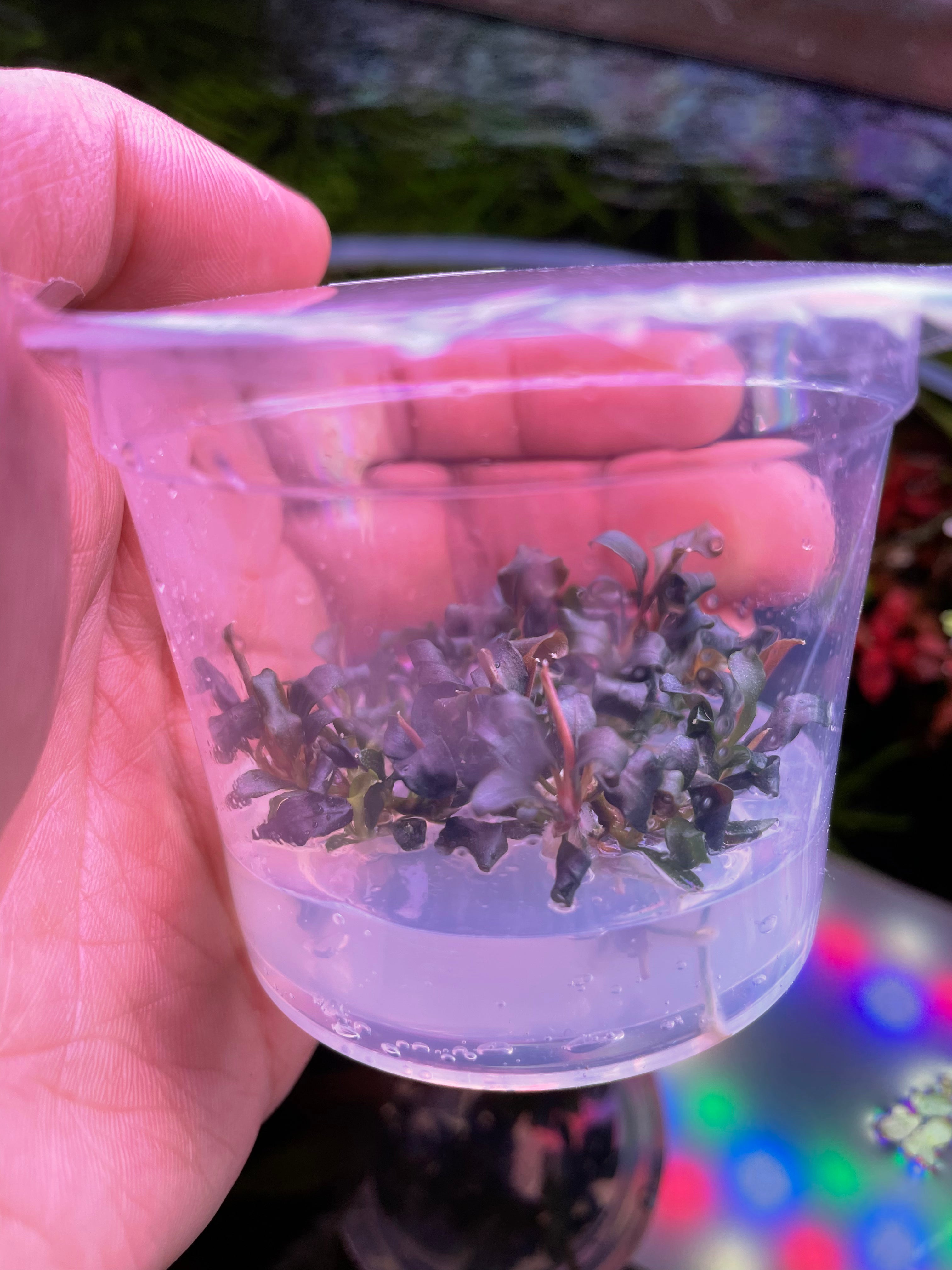 Bucephalandra Sp Bucephalandra Sp