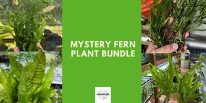 Mystery Fern Plant Bundle
