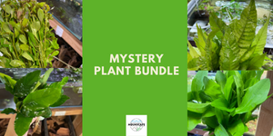 Mystery Plant Bundle