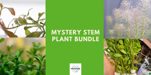 Mystery Stem Plant Bundle