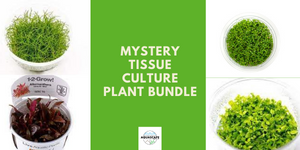 Mystery Tissue Culture Plant Bundle